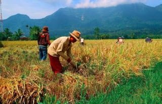 Faktor Yang Menentukan Produksi Pangan Pada Tahun 2023